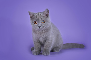 British kitten isolated on a colored background