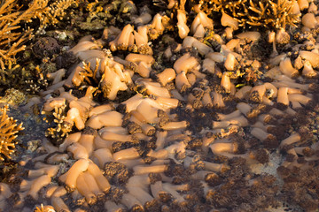 Soft corals in the ocean waterflow, Nusa Penida, Indonesia