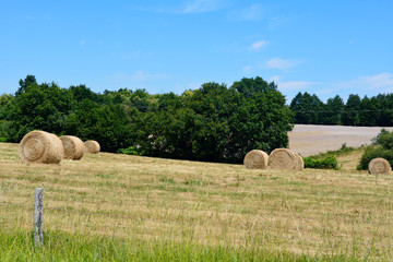 Hay bales in field