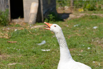 Hissing Canada Goose on farm