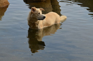 A dog standing in a water with reflection