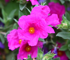 Fototapeta premium Pink cistus