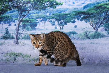 wild cat in the desert