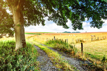 Fototapeta na wymiar Summer landscape with country road