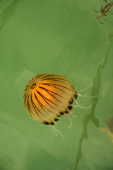 Jelly fish glowing with tentacles