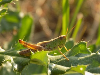 Grasshopper on leaf