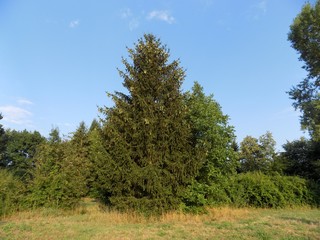 Obraz premium Spruce and other trees in mixed forest