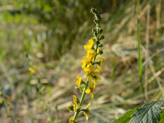 Flowering agrimony