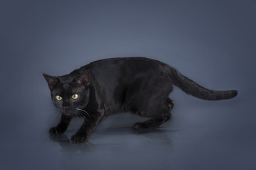 big black cat breed Savannah