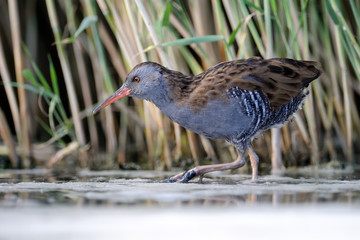 Moulting Water Rail in the reeds