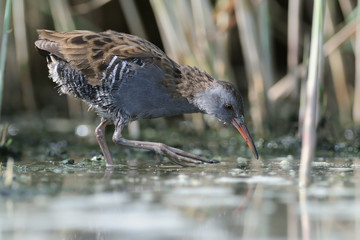 Moulting Water Rail in the reeds
