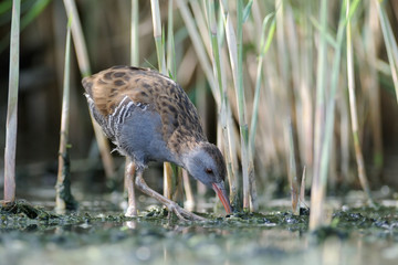Moulting Water Rail in the reeds