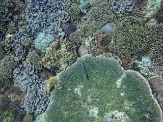 green coral, Nusa Penida, Indonesia