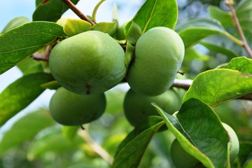 青い庄内柿／山形県の庄内地方で、種がなく美味しいことで有名な庄内柿の風景を撮影した写真です。柿の木に実り始めたまだ青い柿の実です。