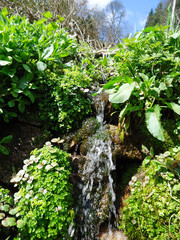 Schwarzwald Bach Frühling Wasser Landschaft Wald