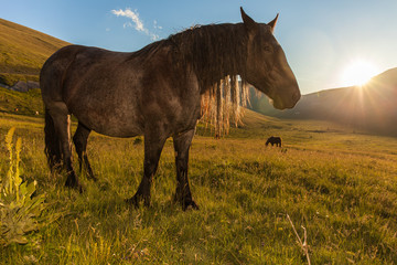 Cavallo nero nella luce del tramonto