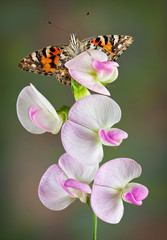 Painted Lady on Sweet Pea