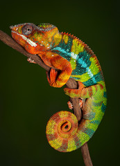 Obrazy  Kameleon lamparci w spoczynku