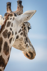 Giraffe von hinten Giraffe head from behind with blurred blue sky as background