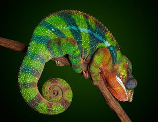Sleeping chameleon © Cathy Keifer