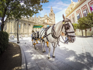 Naklejka na ściany i meble Horse carriage in Seville, with the cathedral in the background.