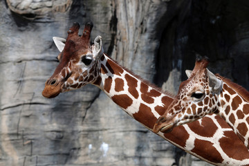 Obraz premium Giraffes