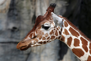 Giraffe with rocky background