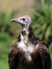 Fototapeta premium Vulture