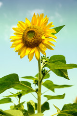 Obraz premium Sunflower