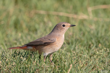 female common redstart