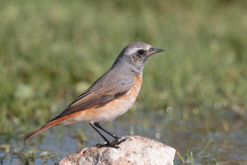 male common redstart