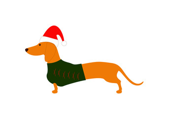 Dachshund in Christmas hat and jersey