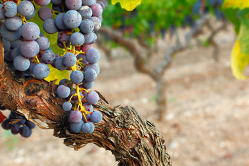 Italian red wine grape ready for harvest in sunset light