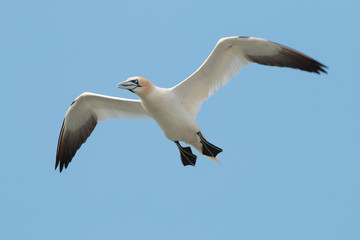 Northern Gannet in flight