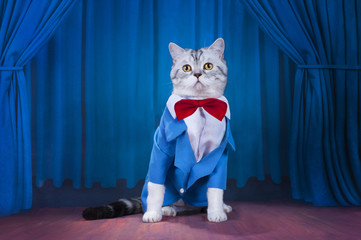 cat in a dark blue jacket and tie on stage