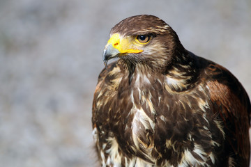 Fototapeta premium Portrait of a buzzard with a grey background