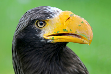 Steller's Sea Eagle