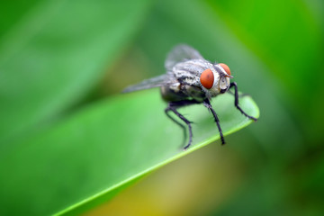 Macro view of fly