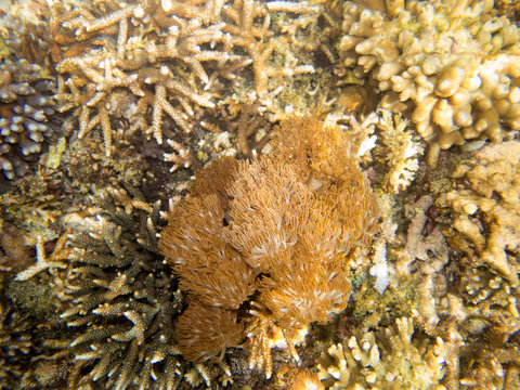  coral, Nusa Penida, Indonesia