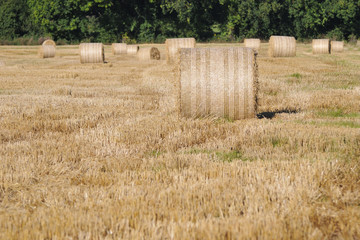 Rolled staw on Irish stubble field. © maciej90