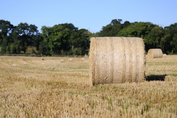 Rolled staw on Irish stubble field.