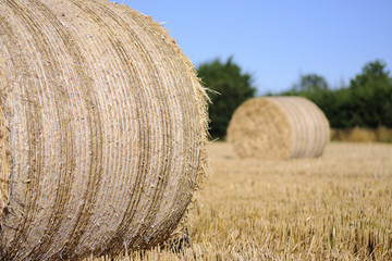 Rolled staw on Irish stubble field. © maciej90