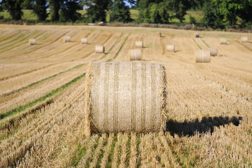 Rolled staw on Irish stubble field. © maciej90