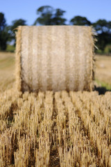 Rolled staw on Irish stubble field. © maciej90