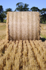 Rolled staw on Irish stubble field. © maciej90