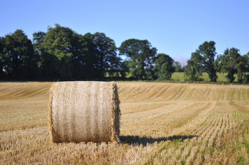 Rolled staw on Irish stubble field. © maciej90