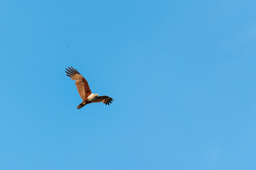  Red-backed sea-eagle
