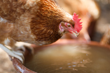 Chicken watering