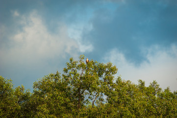 Obraz premium Red-backed sea-eagle
