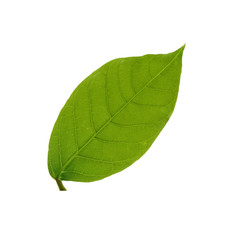 Beautiful green leaf isolate on white background